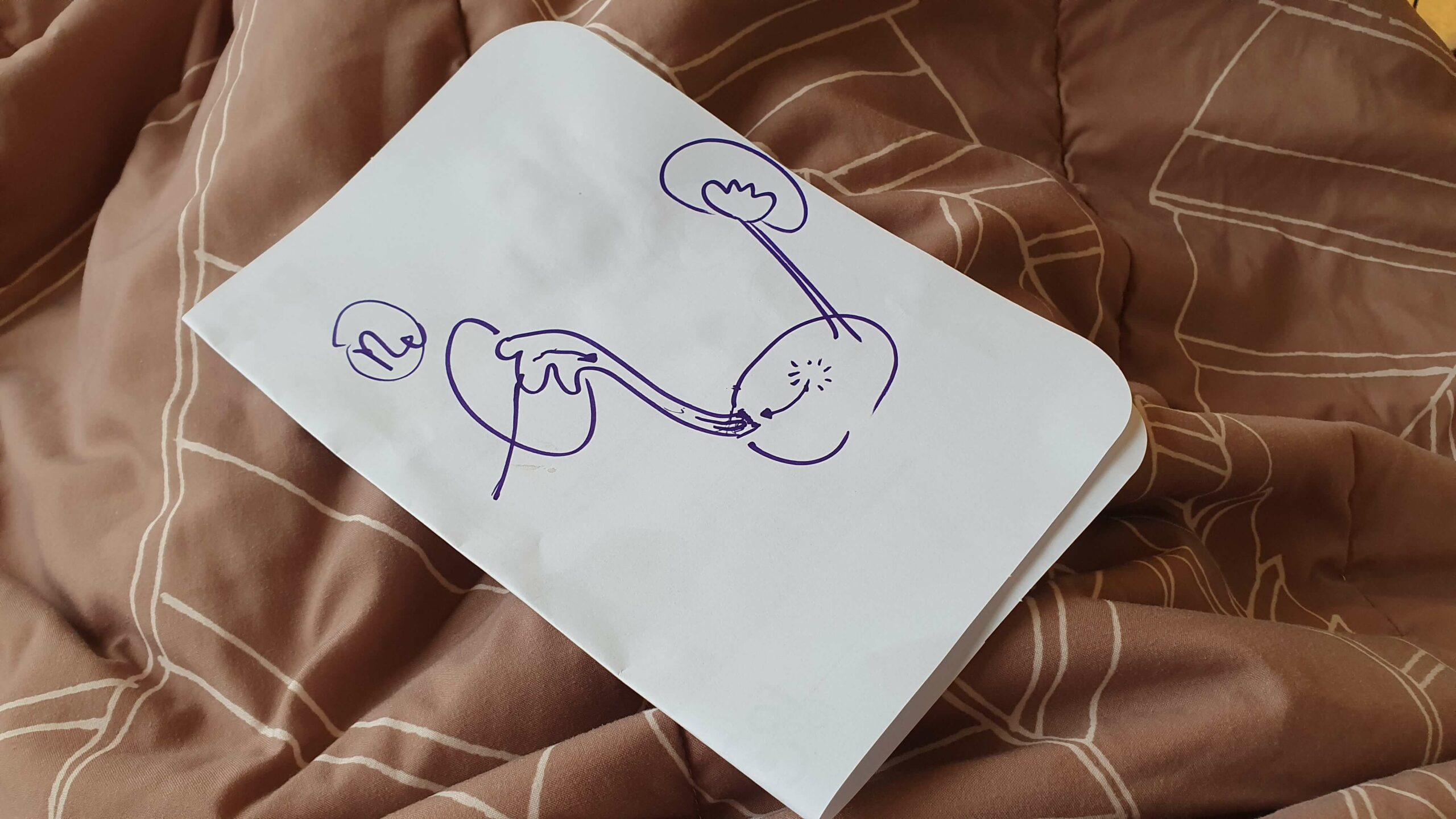 Foto van een tekening die de uroloog maakte om uit te leggen waar de vernauwing van de urineleiders tussen de nieren en de urostoma zit en hoe de operatie zou plaatsvinden inclusief de gratis buikwandcorrectie