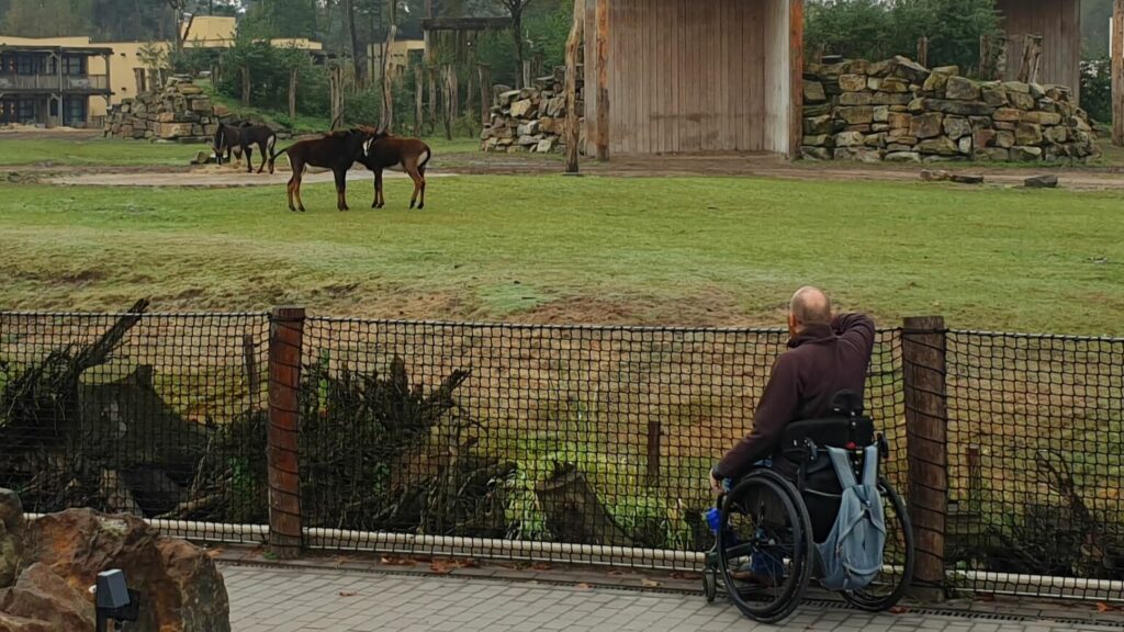 Ralph Stoové zit in een rolstoel en kijkt over een weide met Antilopen in Resort Beekse Bergen.