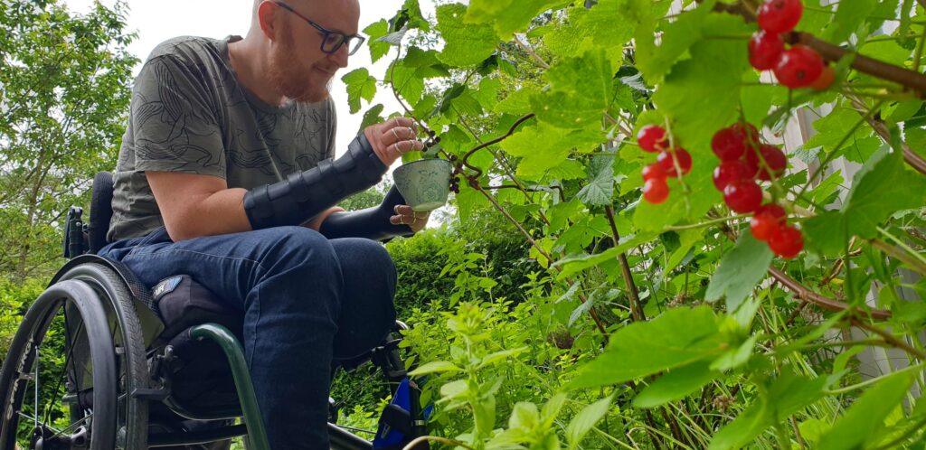Ralph Stoové zit in een handbewogen groene rolstoel en plukt rode bessen. De bessenstruiken en rijpe aalbessen zijn op de voorgrond zichtbaar.